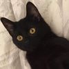 amagic.dankcat