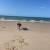 rhyann.dogs