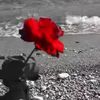 user5320603297576