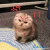 thaoquyennekk5