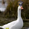 hai.dangisgoose939