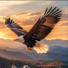 mohammadnoman297