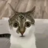 skibiditoilet_sigma33