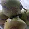 hadisuroso301