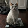 dapper.gato1