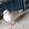 kotrkanm2
