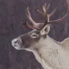 antlerdeerie