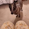 nutzmutts