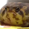 cururu_raivos0