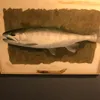 名もなき