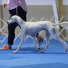 jackalope_salukis