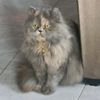 octavio.alva