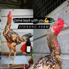 pinongfarm3