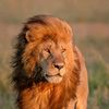 sher.afzal.irani