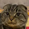 _animals_house_10_tv