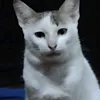 cutie_panpannn