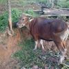 pajar.subeki