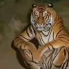 muonanbanhcanhca