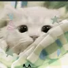 jonathan_lduyen0509