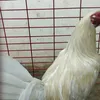 anatolio.bueno
