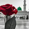 user8135501100405