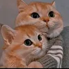malik12445699