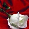 shmalih10
