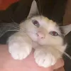 sajmon_vole
