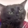 hymalayancat