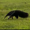 pantanaltamandua