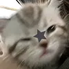 sophiasilva6799