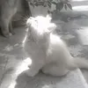 meowbahh_hatermeowisugly