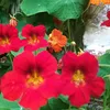 miss.vennus