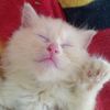 mariemeowww