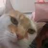 mycatdusty2018