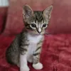 siva_the_cat_0