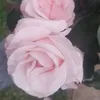 sonia.lo82
