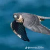 rastiababaylai