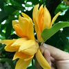 khin8550