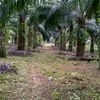 siwat636
