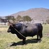 cesar.perea.pinto