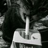 moongel233