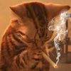 kiwiowner0