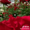 user54082871066