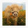 curlyred923