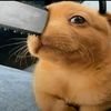 meowsclespewpewrifle