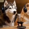 The Husky Podcast