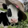 qncutii610