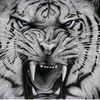 tiger31is_comeback