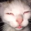 ngochonn77